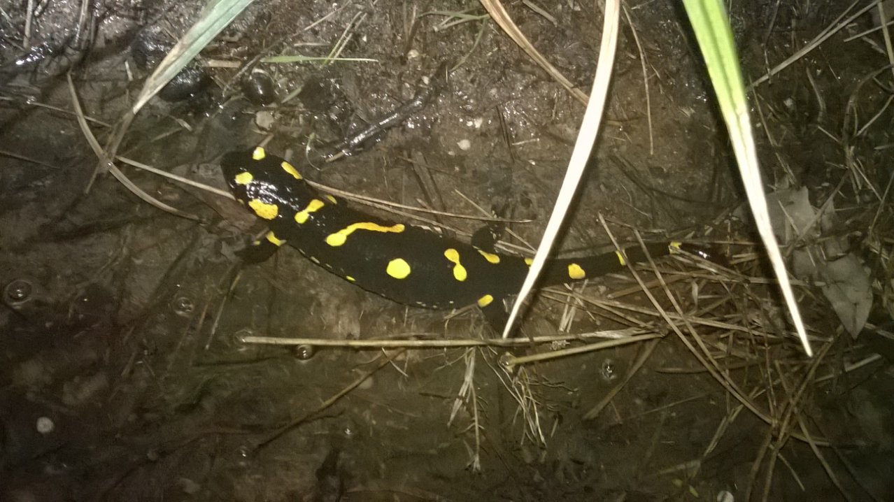 Salamandra salamandra